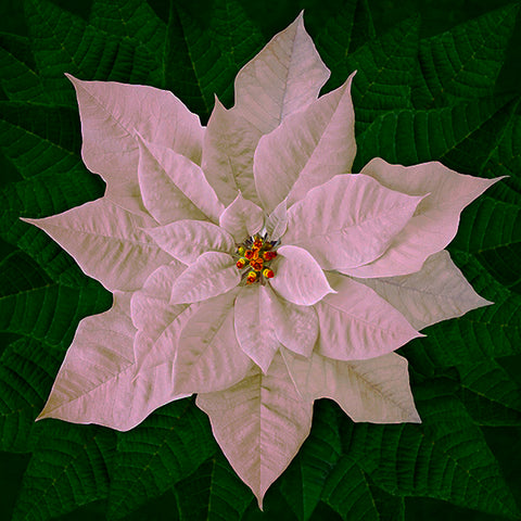 Hoffman Dream Big Holiday 4877 3 White Poinsettia 43" PANEL By The PANEL (not by the yard)