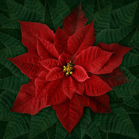 Hoffman Dream Big Holiday 4877 5 Red Poinsettia 43" PANEL By The PANEL (not by the yard)