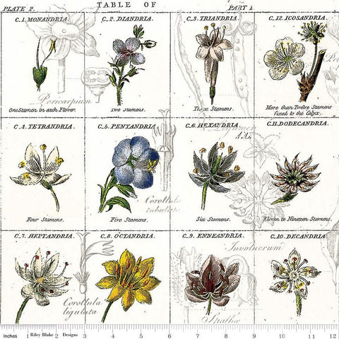 Riley Blake Sewing Seeds III C15684 White Flower Classes By The Yard