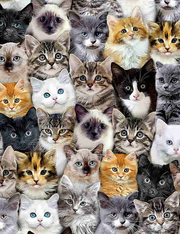 Timeless Treasures - Are You Kitten Me? CD8417 Multi Packed Mixed Breeds Of Cats By The Yard