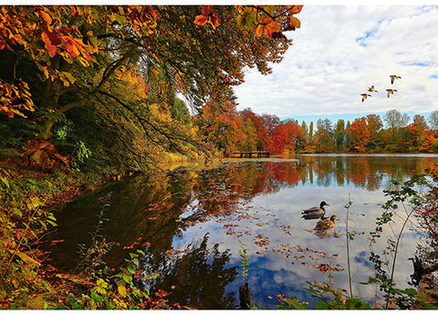 Hoffman Spectrum Print On The Path To Fall Y5790 311 Lake 30" PANEL By The PANEL (Not Strictly By The Yard)