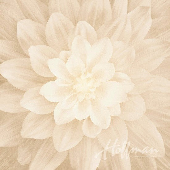 Hoffman Dream Big 4389 22 Flora Ivory 43" Panel By The Panel (not by the yard)