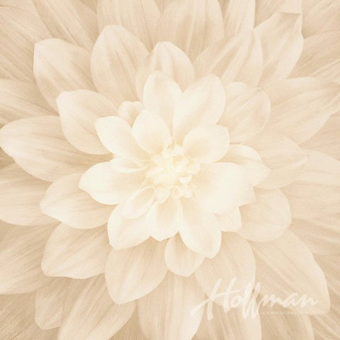 Hoffman Dream Big 4389 22 Flora Ivory 43" Panel By The Panel (not by the yard)